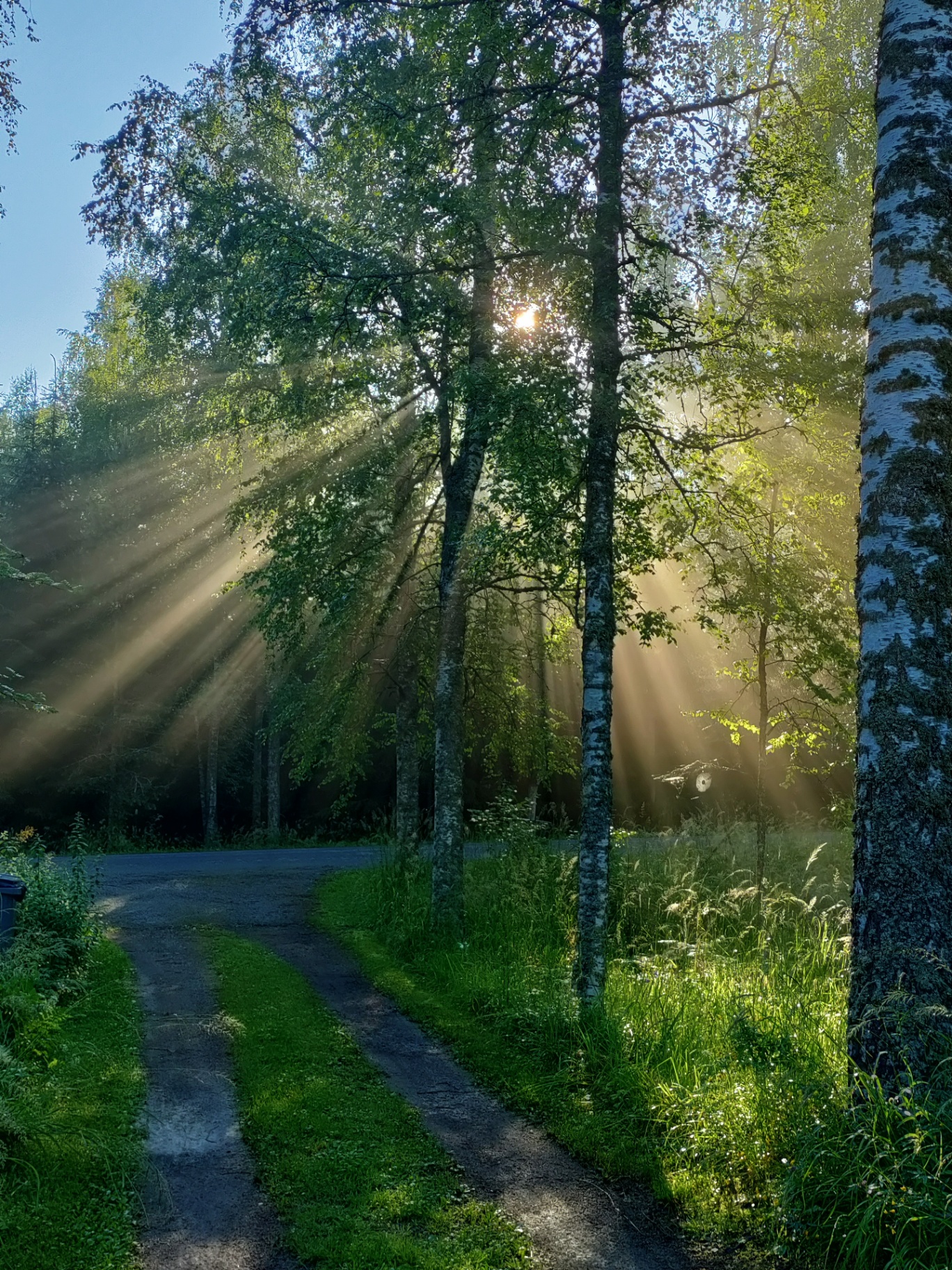 Auringonvalo paistaa koivujen lomassa metsätien varrella